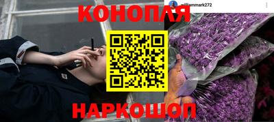 шишки Новозыбков
